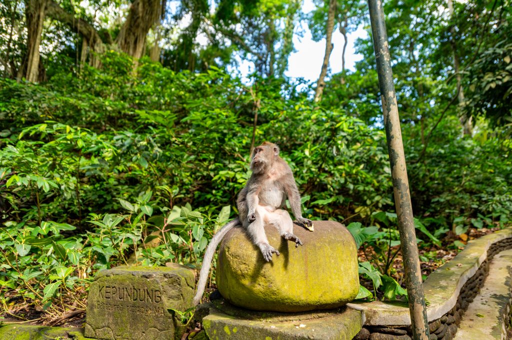 Monkey Forest Sanctuary Bali