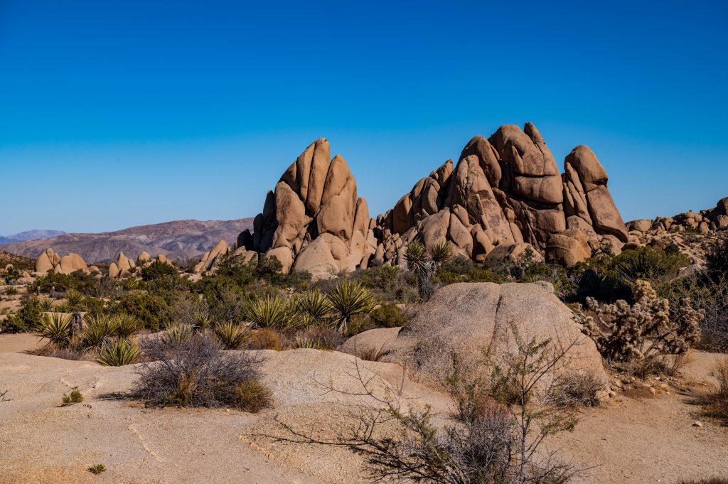 Jumbo Rocks Joshua Park